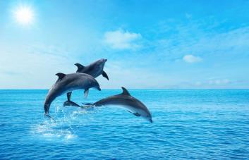 Cuál es el animal más inteligente del planeta