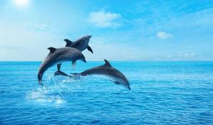 El oscuro comercio de animales exóticos florece en una nación insular del Pacífico