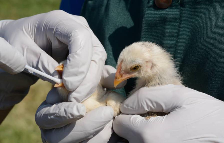 Sacrifican 10 millones de aves en Japón para contener la gripe aviar