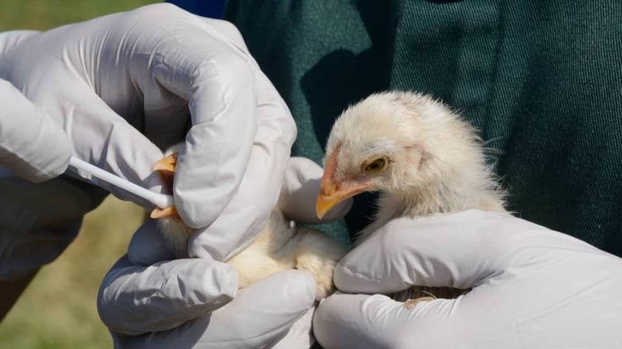 Sacrifican 10 millones de aves en Japón para contener la gripe aviar