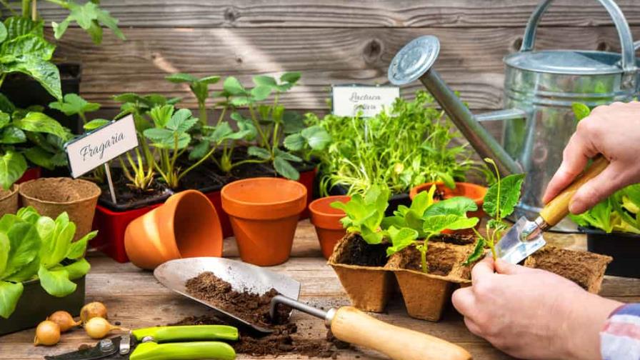 Beneficios de tener un huerto en casa Beneficios de tener un huerto en casa