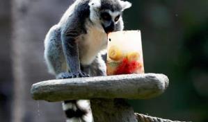 Llevar&iacute;a 23 millones de a&ntilde;os reemplazar a los mam&iacute;feros en peligro de extinci&oacute;n de Madagascar