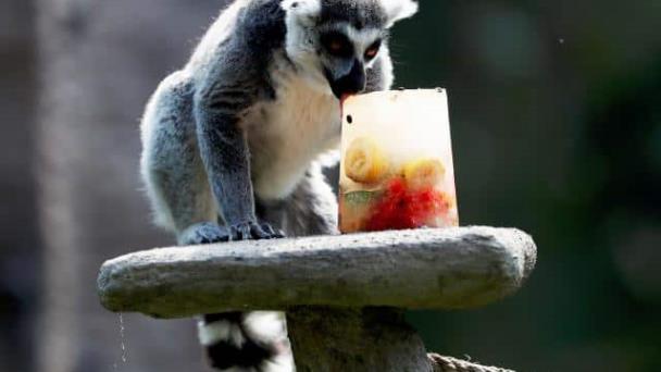 Llevaría 23 millones de años reemplazar a los mamíferos en peligro de extinción de Madagascar
