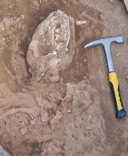 Hallan en Argentina uno de los restos más completos del tigre diente de sable