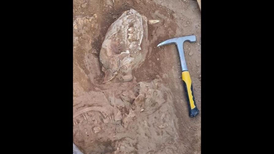 Hallan en Argentina uno de los restos más completos del tigre diente de sable Hallan en Argentina uno de los restos más completos del tigre diente de sable