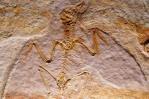 Descubren ave que vivió con dinosaurios hace 70 millones de años en Argentina
