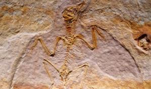 Descubren ave que vivió con dinosaurios hace 70 millones de años en Argentina