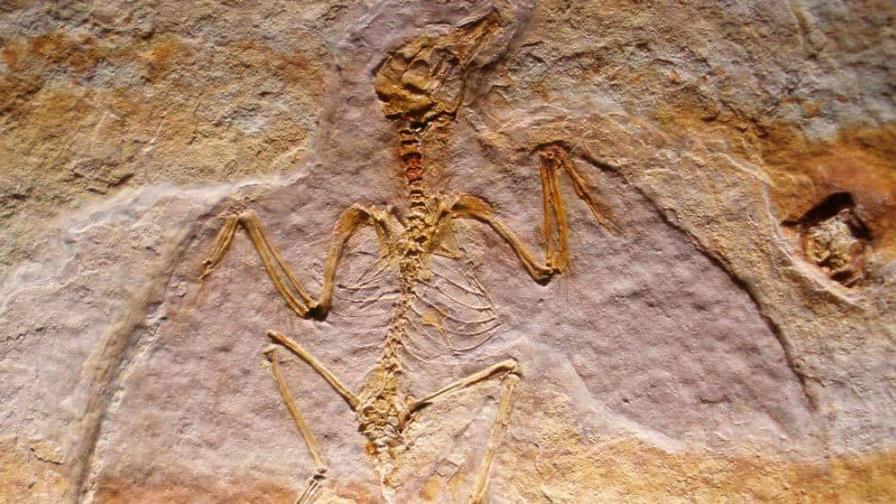 Descubren ave que vivió con dinosaurios hace 70 millones de años en Argentina Descubren ave que vivió con dinosaurios hace 70 millones de años en Argentina