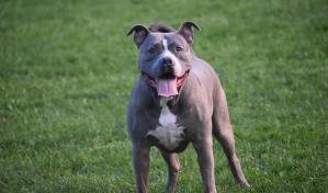 Perro pitbull ataca a un niño de 9 años en Moca; está en una clínica