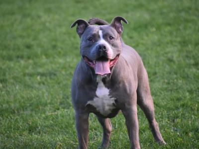 Hombre enfrenta hasta 45 años de prisión por peleas de perros