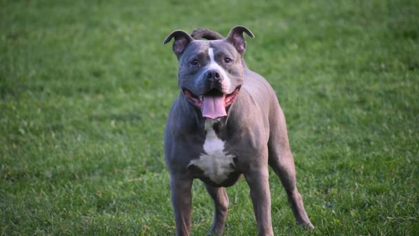 Perro pitbull ataca a un niño de 9 años en Moca; está en una clínica