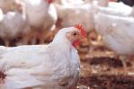 FAO activa protocolos ante brotes de Influenza Aviar en la región FAO activa protocolos ante brotes de Influenza Aviar en la región