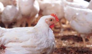 Panamá sacrifica 1,500 aves por un foco de influenza aviar