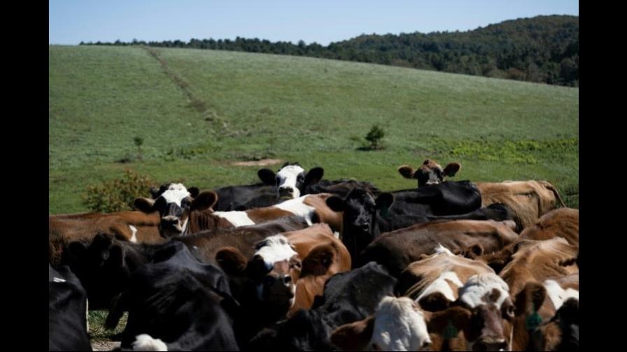 El queso y la leche sin pasteurizar, dos productos casi vetados en Estados Unidos