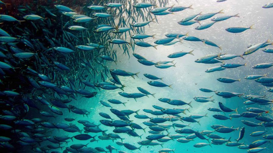 El calentamiento del mar reducirá el tamaño de los peces, según un estudio