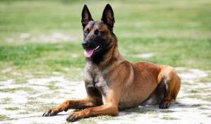 Estudio identifica la raza de perro m&aacute;s inteligente