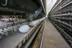 Estas son las razones de la baja producción de huevos en República Dominicana Estas son las razones de la baja producción de huevos en República Dominicana