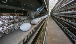 Estas son las razones de la baja producción de huevos en República Dominicana