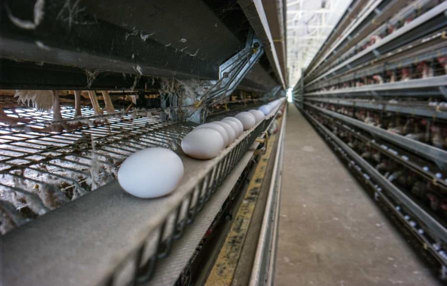 Estas son las razones de la baja producción de huevos en República Dominicana
