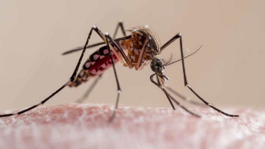 Brasil registró por primera vez más de mil muertes por dengue en un año