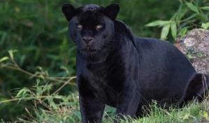 Unas 27 panteras murieron en 2022 en Florida, casi todas atropelladas