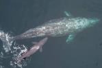 Captan el nacimiento de una ballena gris en California