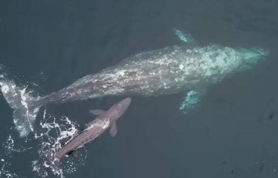 Captan el nacimiento de una ballena gris en California