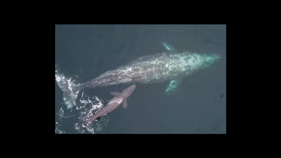 Captan el nacimiento de una ballena gris en California