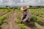La falta de mano de obra es el mayor desafío para los agricultores de EEUU