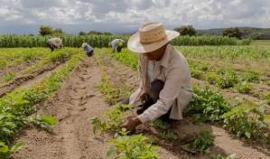 La falta de mano de obra es el mayor desafío para los agricultores de EEUU