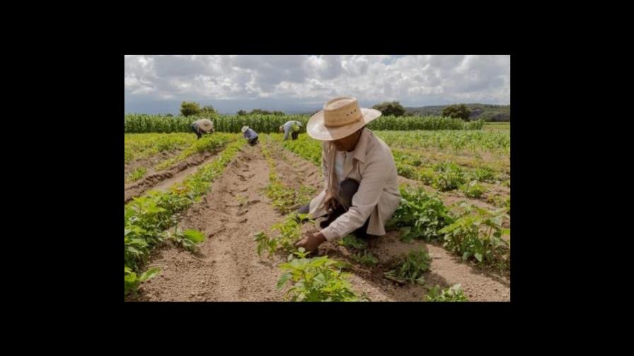 La falta de mano de obra es el mayor desafío para los agricultores de EEUU