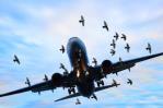 Un avión hace un aterrizaje de emergencia en EE.UU. tras chocar con un pájaro