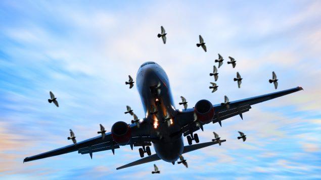 Un avión hace un aterrizaje de emergencia en EE.UU. tras chocar con un pájaro