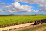 EEUU urge a azucareras en RD a remediar los abusos a los cañeros