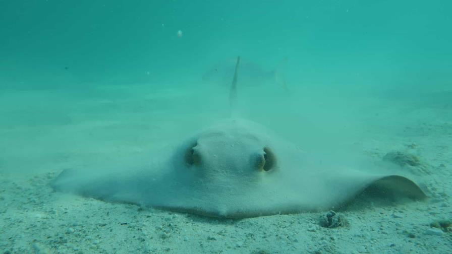 Los arrecifes de coral, en riesgo de perder sus tiburones y rayas