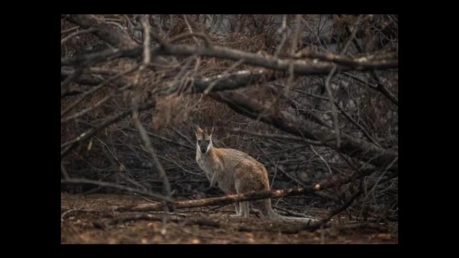 Calentamiento global puede alargar un mes la temporada de grandes incendios