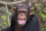 Los chimpancés adolescentes son menos impulsivos que los humanos Los chimpancés adolescentes son menos impulsivos que los humanos