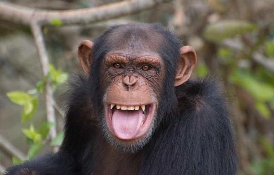 Los chimpancés adolescentes son menos impulsivos que los humanos