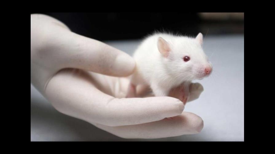 Diseñan una partícula que aumenta la masa ósea de ratones con osteoporosis Diseñan una partícula que aumenta la masa ósea de ratones con osteoporosis