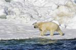Oso polar mata a dos personas en Alaska en el primer ataque fatal desde 1990