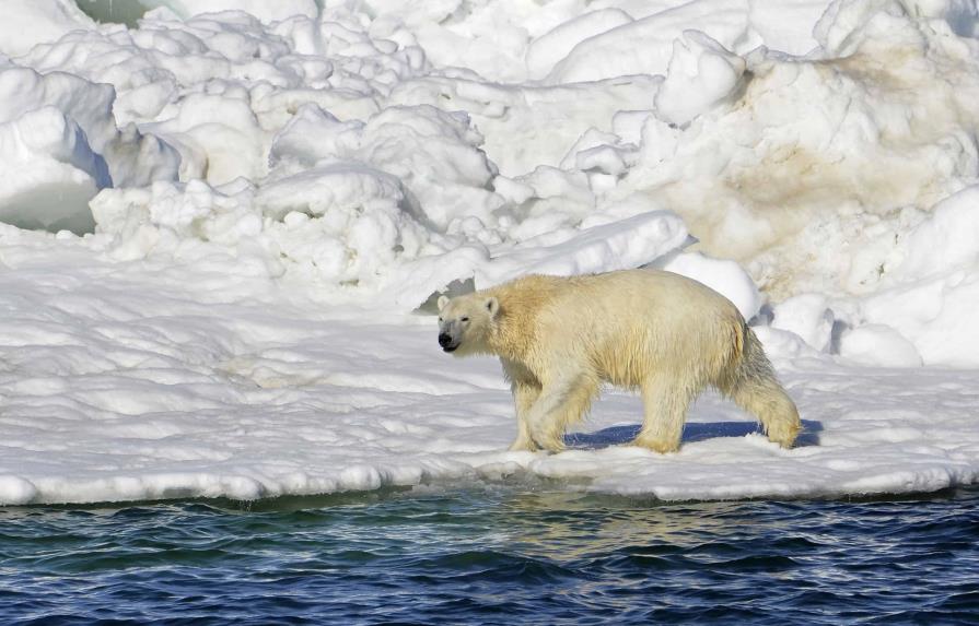 Oso polar mata a dos personas en Alaska en el primer ataque fatal desde 1990