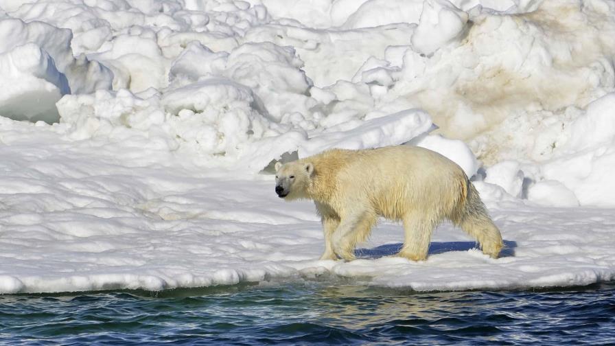 Oso polar mata a dos personas en Alaska en el primer ataque fatal desde 1990