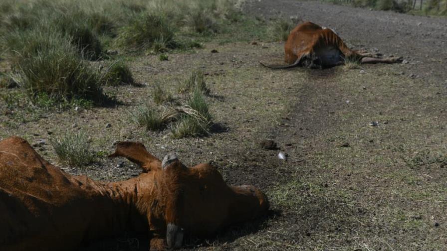 Sequía mata miles de vacas y daña cultivos en Argentina Sequía mata miles de vacas y daña cultivos en Argentina