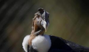 Dos cóndores nacidos en cautiverio en Chile abrigan la esperanza de aumentar su población