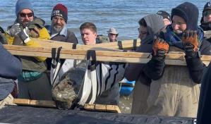 Hallan cráneo fósil de ballena de 12 millones de años en costa este de EEUU
