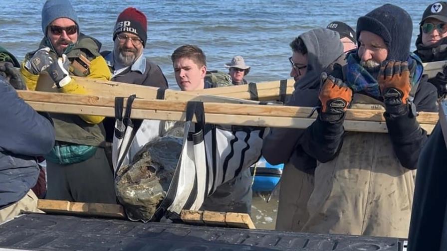 Hallan cráneo fósil de ballena de 12 millones de años en costa este de EEUU