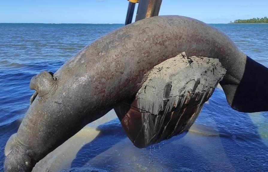 Investigan causa de muerte de manatí varado en Samaná