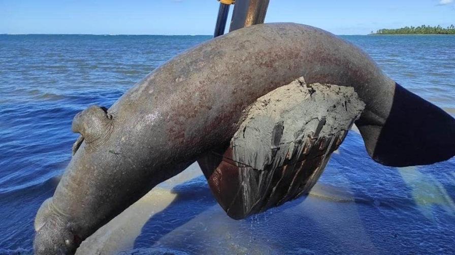 Investigan causa de muerte de manatí varado en Samaná