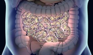 Estudio revela nuevas formas en que el microbioma intestinal contribuye a riesgos de enfermedad cardíaca