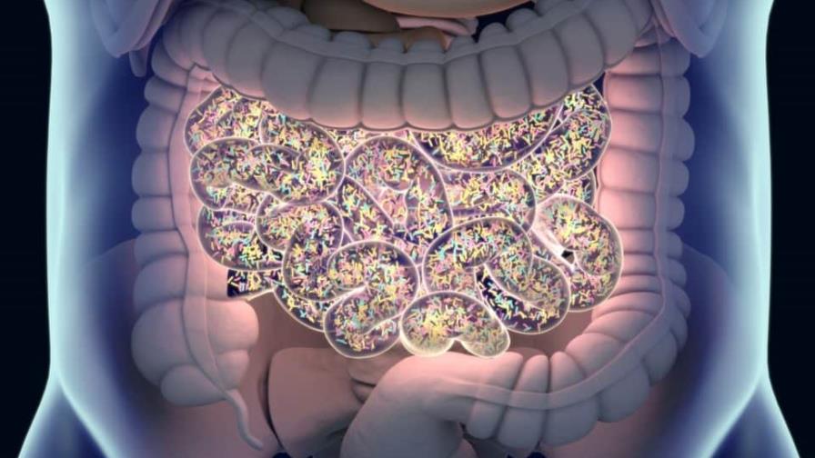 Estudio revela nuevas formas en que el microbioma intestinal contribuye a riesgos de enfermedad cardíaca Estudio revela nuevas formas en que el microbioma intestinal contribuye a riesgos de enfermedad cardíaca